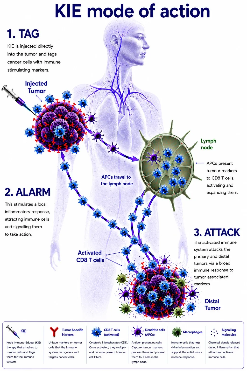 KIE mode of action — Tag, Alarm, Attack mechanism within the tumour and lymph node